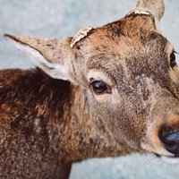 両ツノがなくなった鹿が近づいてきたの写真