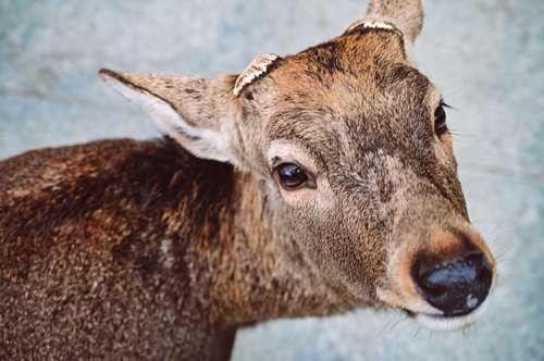 両ツノがなくなった鹿が奈良で近づいてきた