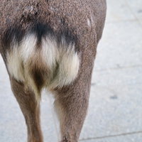 奈良の鹿の白い尻尾と後ろ姿を捉えた野生動物の立ち姿の写真