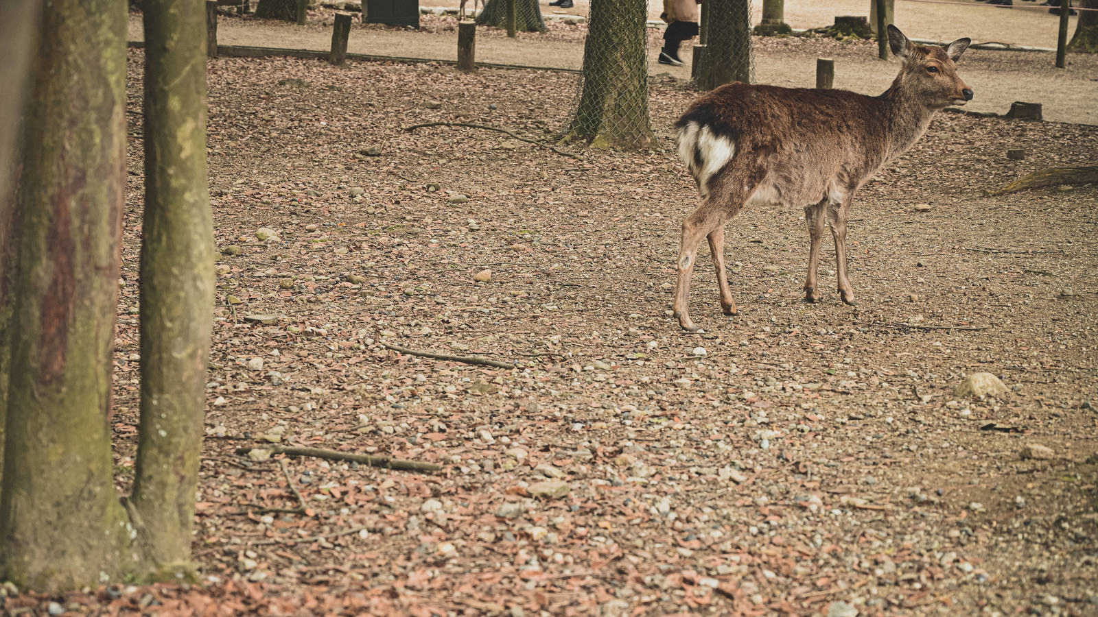 奈良公園内を彷徨う茶色い鹿の自然な姿の写真素材 - フリー素材ぱくたそ
