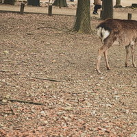 奈良公園内を彷徨う茶色い鹿の自然な姿の写真