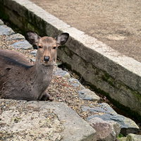 ぼっち鹿の写真