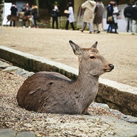 観光客を眺める奈良公園の鹿の写真
