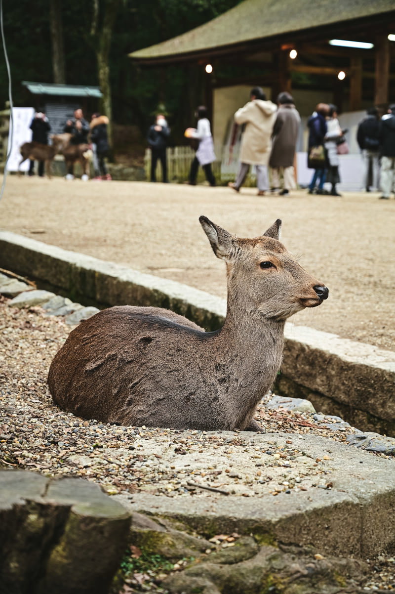 地面に座って観光客を眺める茶色の鹿