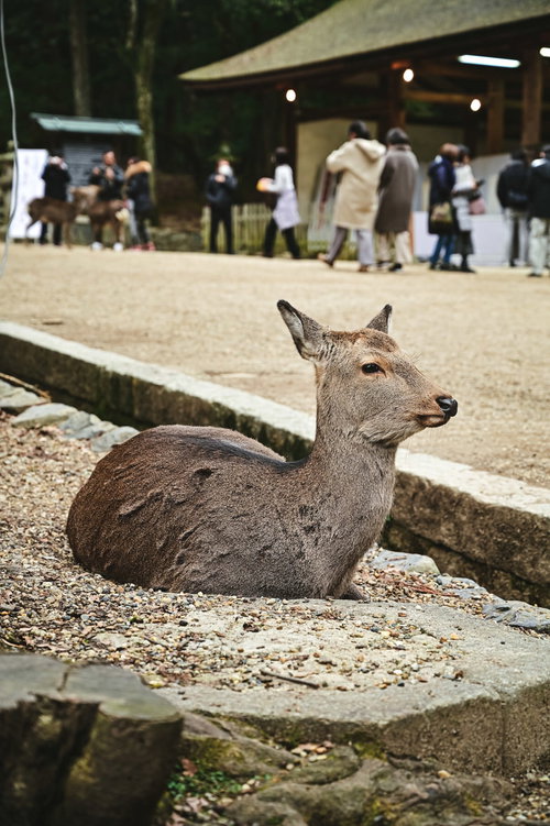 観光客を眺める奈良公園の鹿
