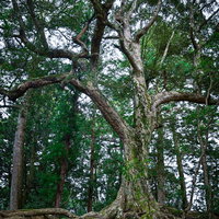 力強い樹木の太い幹と枝葉が広がる雄大な大木の写真