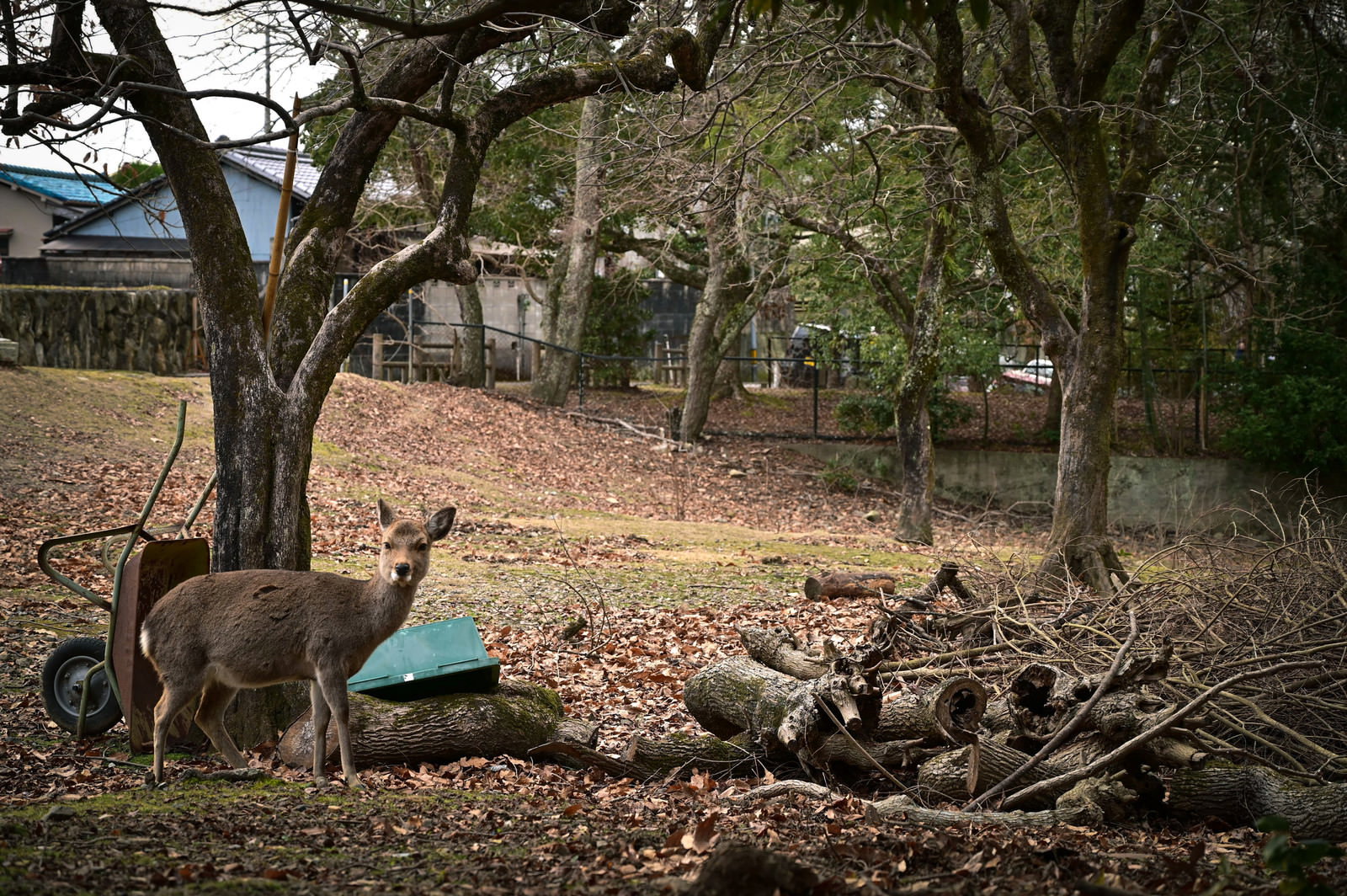 奈良公園の木陰で休んでいる鹿と秋の落ち葉