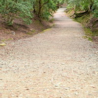 奥へ続く砂利の山道を囲む緑豊かな林と木々の風景の写真