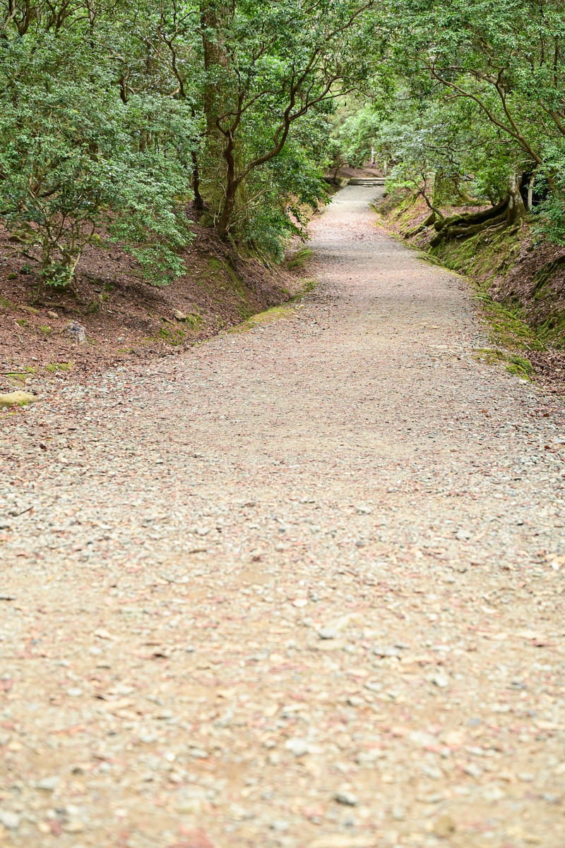 緑の木々に囲まれた砂利道が奥へ続く山道の風景