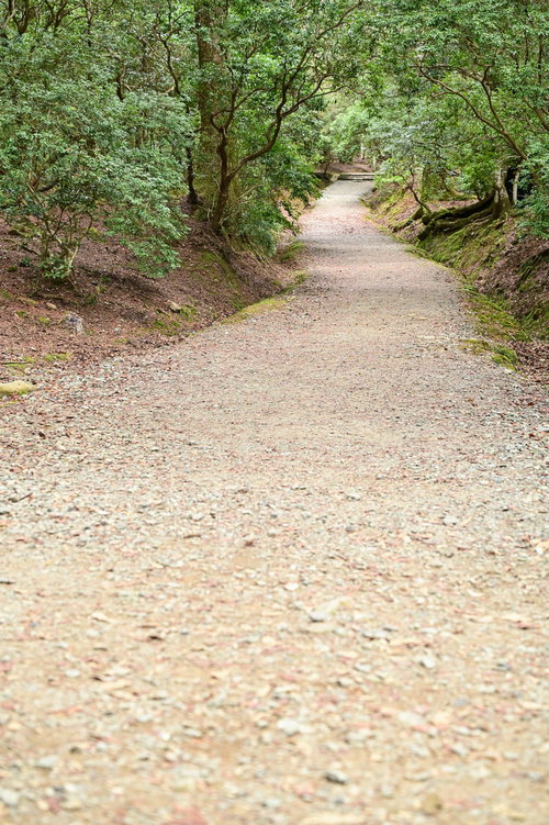 奥へ続く砂利の山道を囲む緑豊かな林と木々の風景
