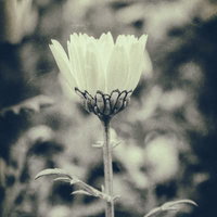 モノクロでピントを合わせた一輪の白い花のマクロ撮影の写真