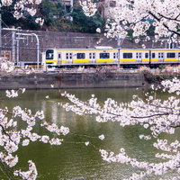 川沿いの線路を走る白と黄色の電車を囲む満開の桜の枝の写真