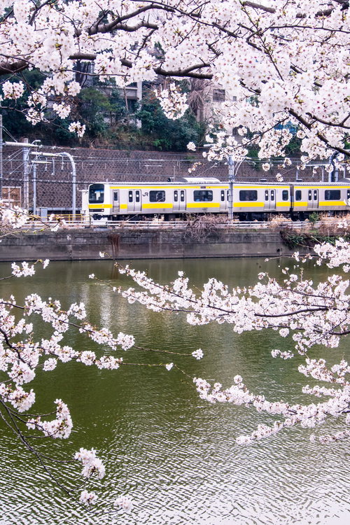 川沿いの線路を走る白と黄色の電車を囲む満開の桜の枝