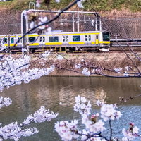 前景の桜が額縁のように囲む線路を走る白と黄色の電車の写真