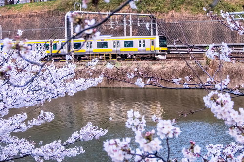 前景の桜が額縁のように囲む線路を走る白と黄色の電車