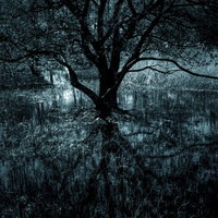 心深くに根付く感情を映す枯れ木とダンジョンの写真