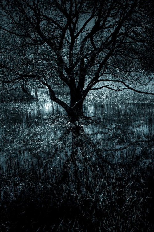 心深くに根付く感情を映す枯れ木とダンジョン