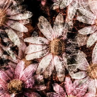 透光するコスモスの花（フォトモンタージュ）の写真