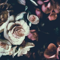 アレンジメント（フィルム効果）白とピンクの薔薇の写真