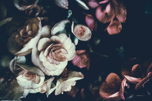 アレンジメント（フィルム効果）白とピンクの薔薇