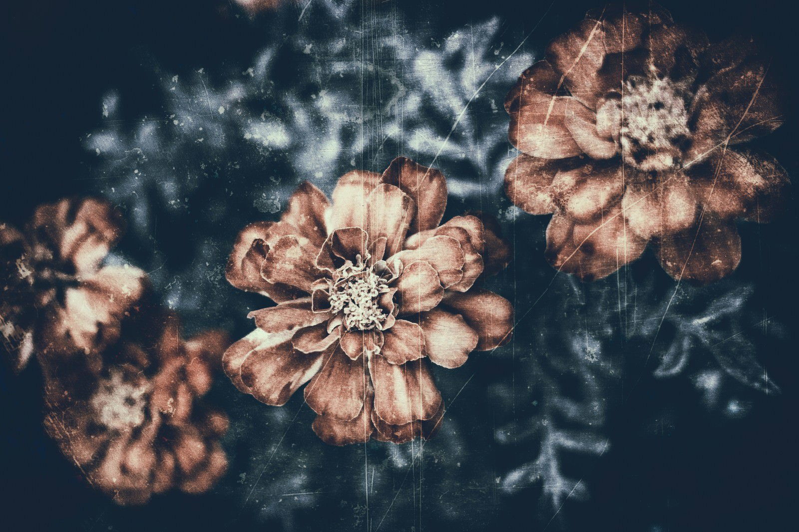 古いフィルムのノイズが重ねられた褪せた薔薇の写真素材