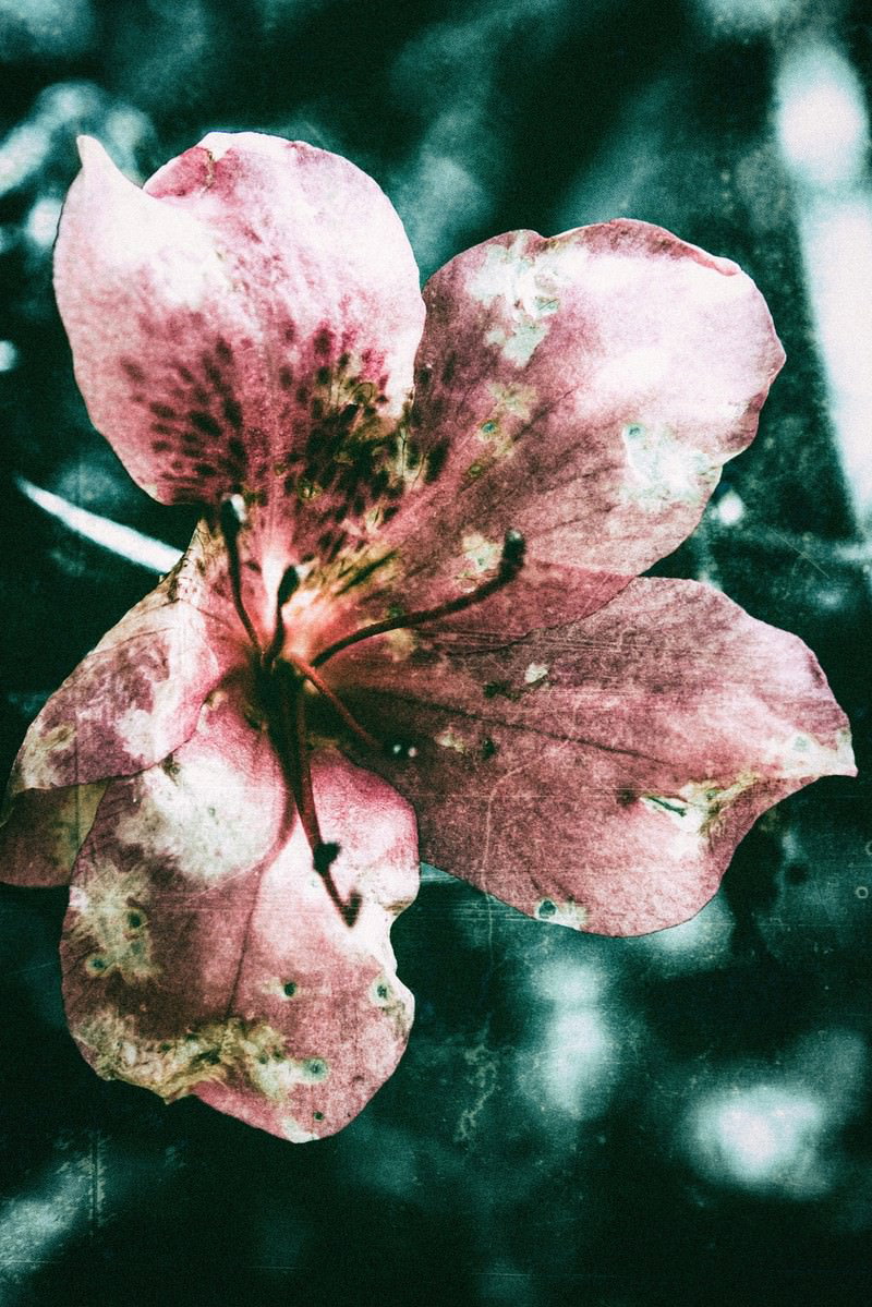 ピンク色の花びらに茶色いシミが付き、白くなった枯れた花