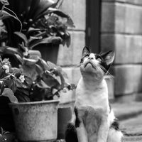 天気を気にしながら上を見つめる猫の写真