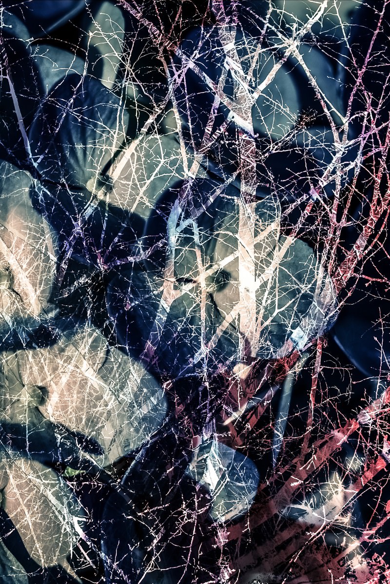 樹木に白紫赤の光線が交差する、ストレスと不安を表現したフォトモンタージュ画像