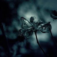朽ちゆく花の暗い世界～死と衰退を表現するダークの写真