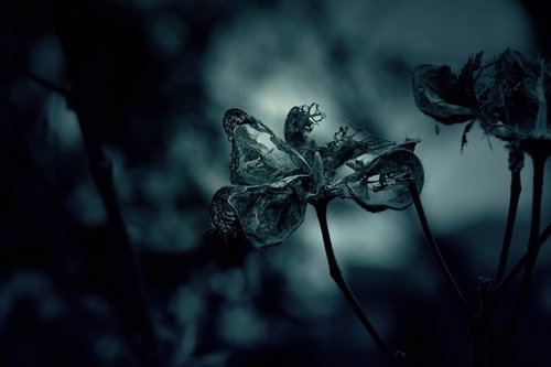 朽ちゆく花の暗い世界～死と衰退を表現するダークの写真