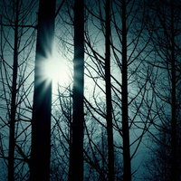 木々の間から覗く太陽と冬枯れの森の写真