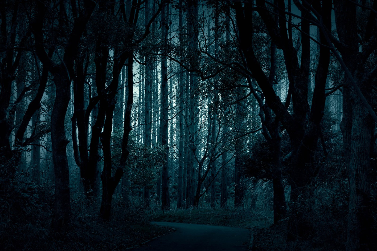 樹海へ続く暗い夜道と両側の木々