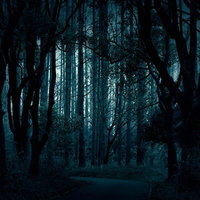 樹海へとつづく暗い夜道：不気味な雑木林の暗闇の写真