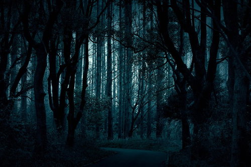 樹海へとつづく暗い夜道：不気味な雑木林の暗闇の写真