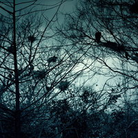 冬の雑木林に群がる不気味なカラスの巣、暗い空を背景にした光景の写真