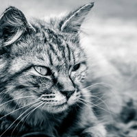 警戒を怠らない長毛猫の鋭いまなざしと表情の写真