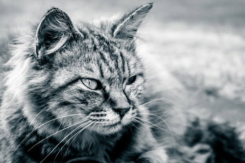 警戒を怠らない長毛猫の鋭いまなざしと表情