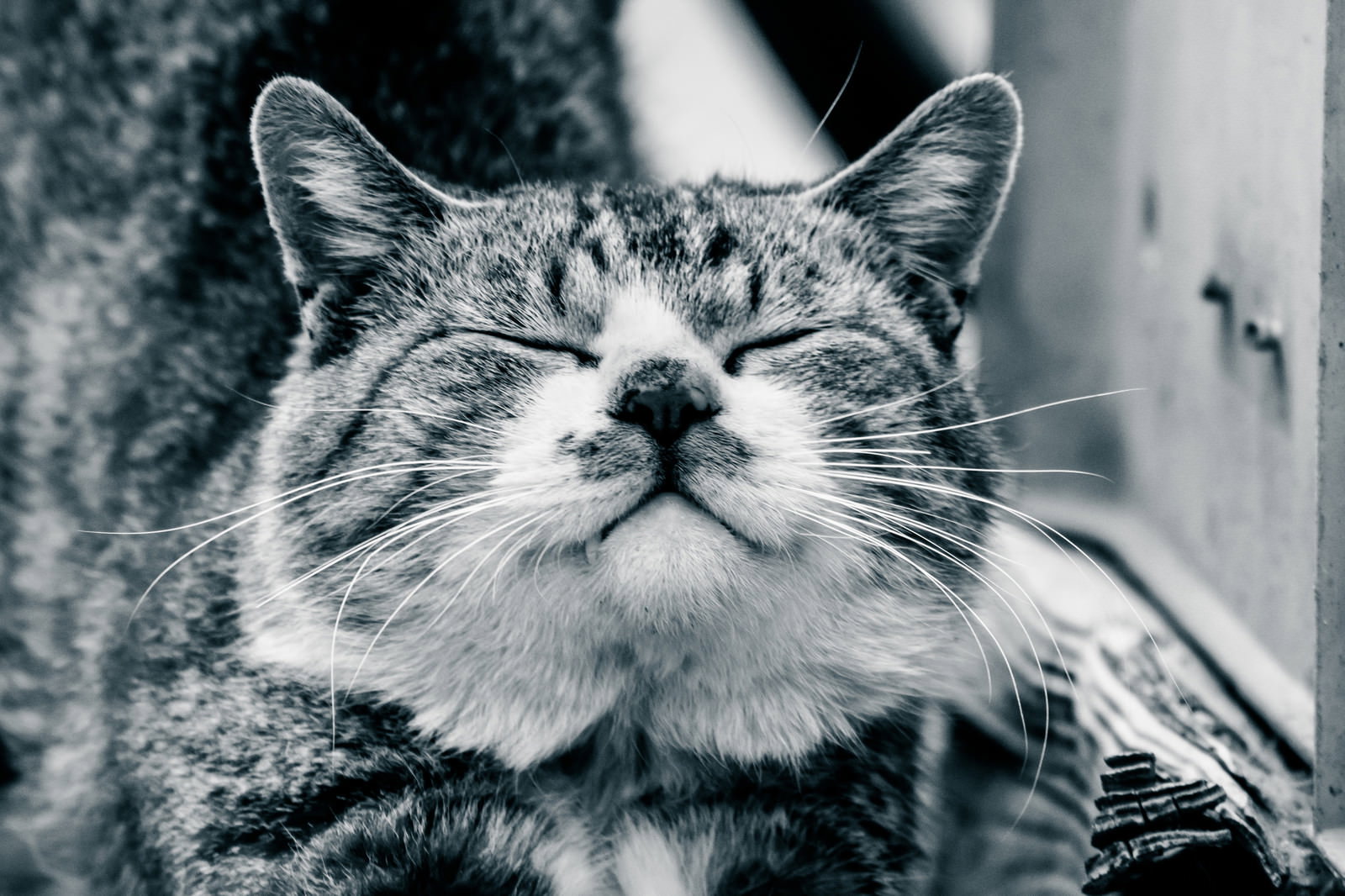 目を閉じてご満悦な表情でくつろぐキジトラの猫
