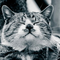 ご満悦な表情の猫。目を閉じて幸せそうにくつろぐペットの写真