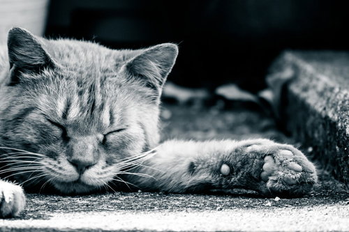 地面で爆睡するネッコと肉球