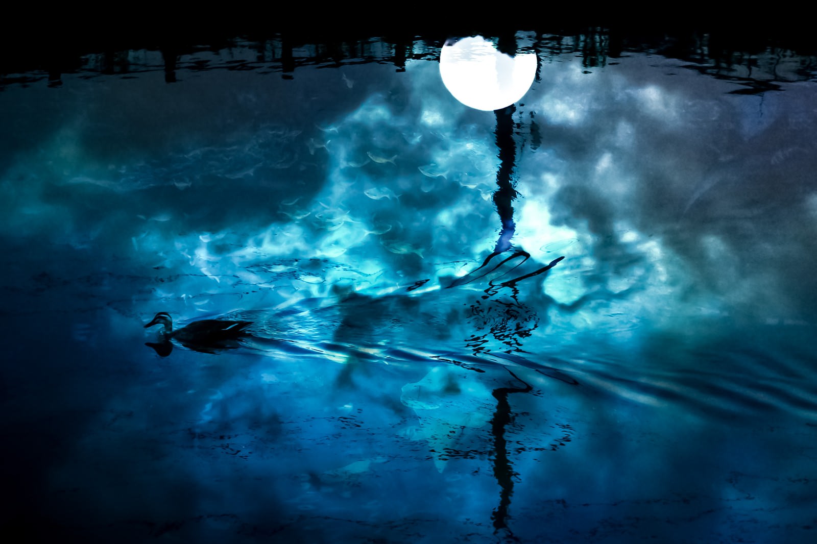 湖面に映る満月とカルガモが浮かぶ夜の水面。月光が水面を照らしている。