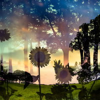 虚像の夏、森と向日葵が重なるフォトモンタージュの写真