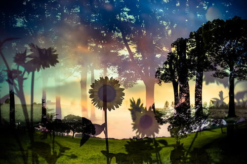 虚像の夏、森と向日葵が重なるフォトモンタージュ