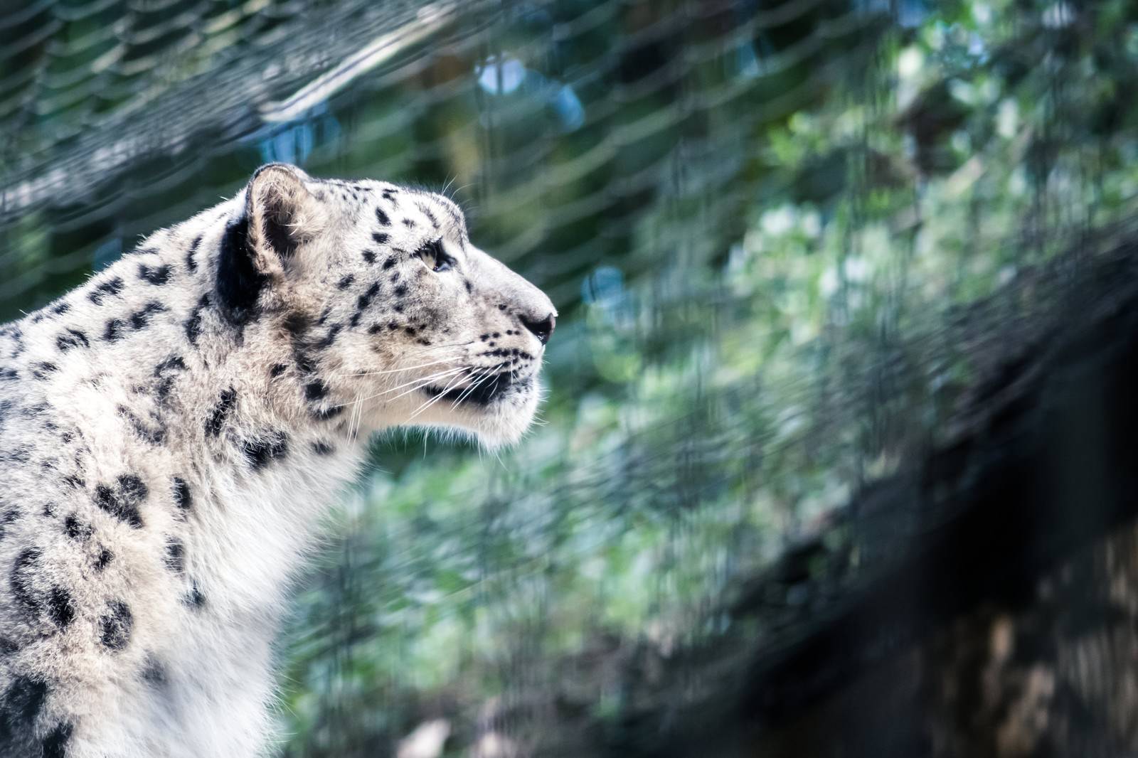 動物園のユキヒョウの横顔