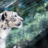 動物園のシンクイングなユキヒョウの横顔と鋭い眼差しの写真