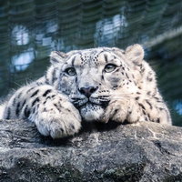 岩場でくつろぐ雪豹の野生動物の写真