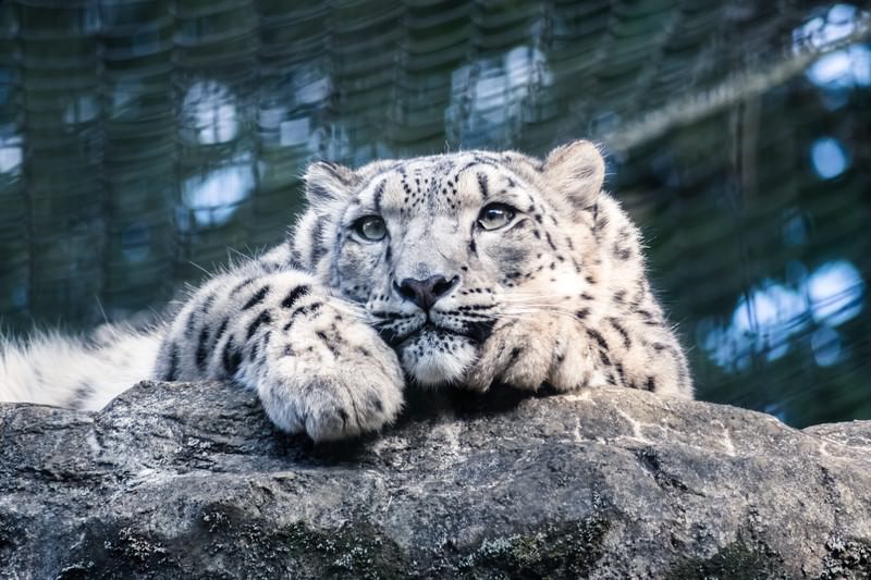威嚇するヒョウのメスの剥製の写真素材 - フリー素材ぱくたそ