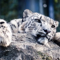 岩場に伏せて獲物を狙うヒョウの写真