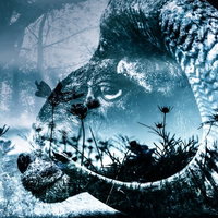 黒山羊と森の風景のフォトモンタージュ作品の写真