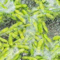 沸騰したお湯で枝豆をボイルする調理風景の写真